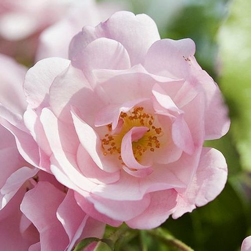 Diszkrét illatú rózsa - Rózsa - Noamel - Online rózsa vásárlás